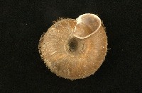 臺灣盾蝸牛藏品圖，第2張